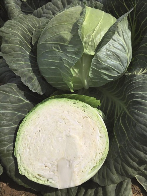 Репорт F1 семена белокочанной капусты 2500 штук