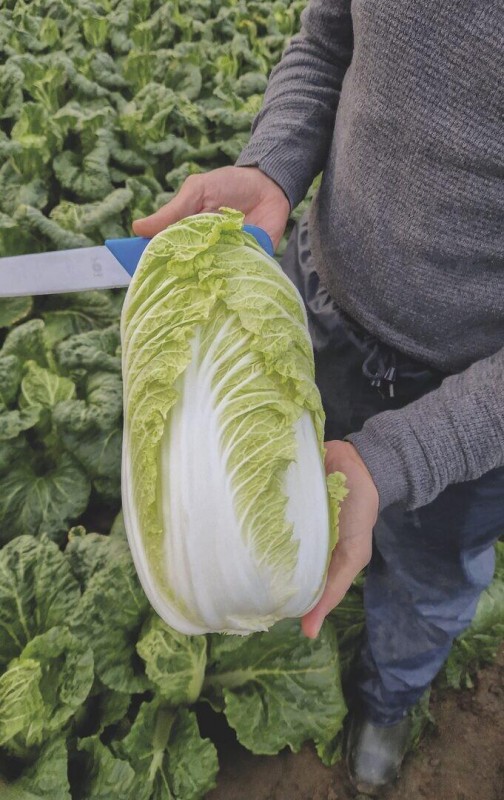 Янко F1 семена пекинской капусты 2500 штук