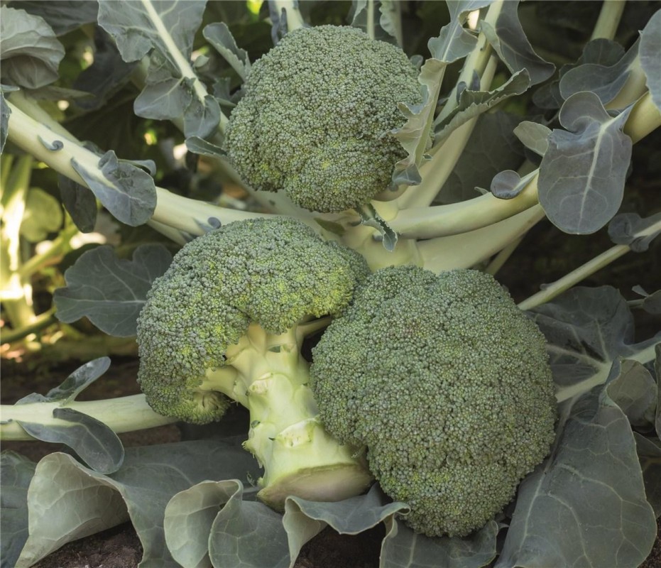 Батавия F1 семена брокколи 2500 штук