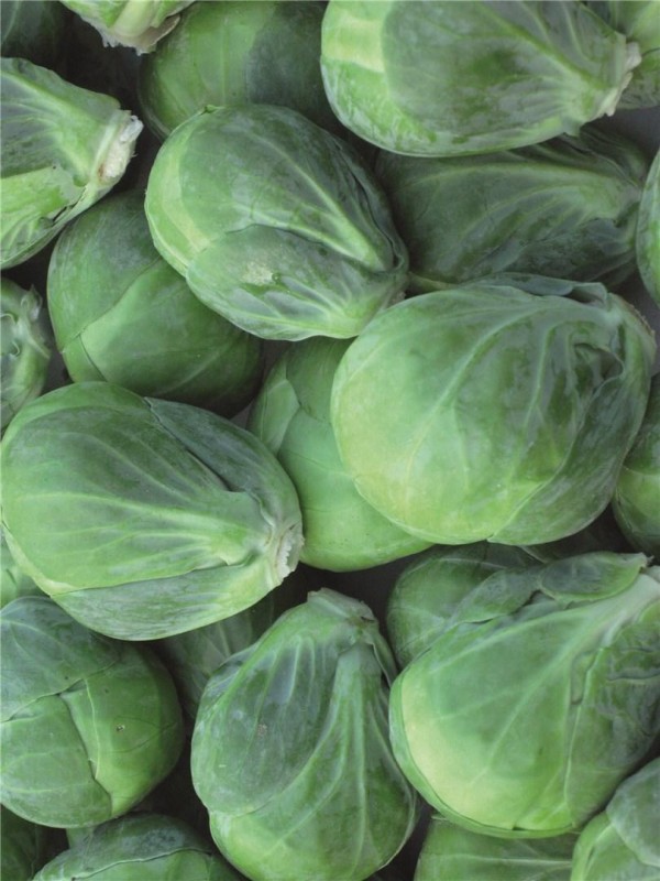 Давлин F1 семена брюссельской капусты 2500 штук