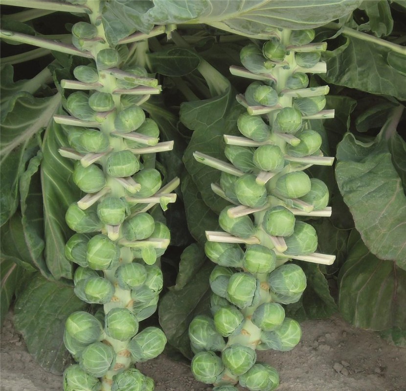 Давлин F1 семена брюссельской капусты 2500 штук