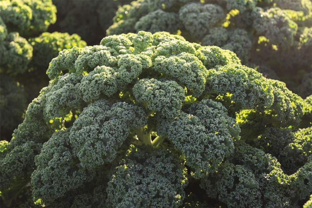 Рефлекс F1 семена кейла 2500 семян