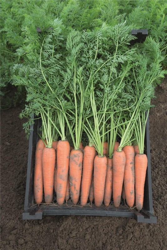 Берлин F1 семена моркови