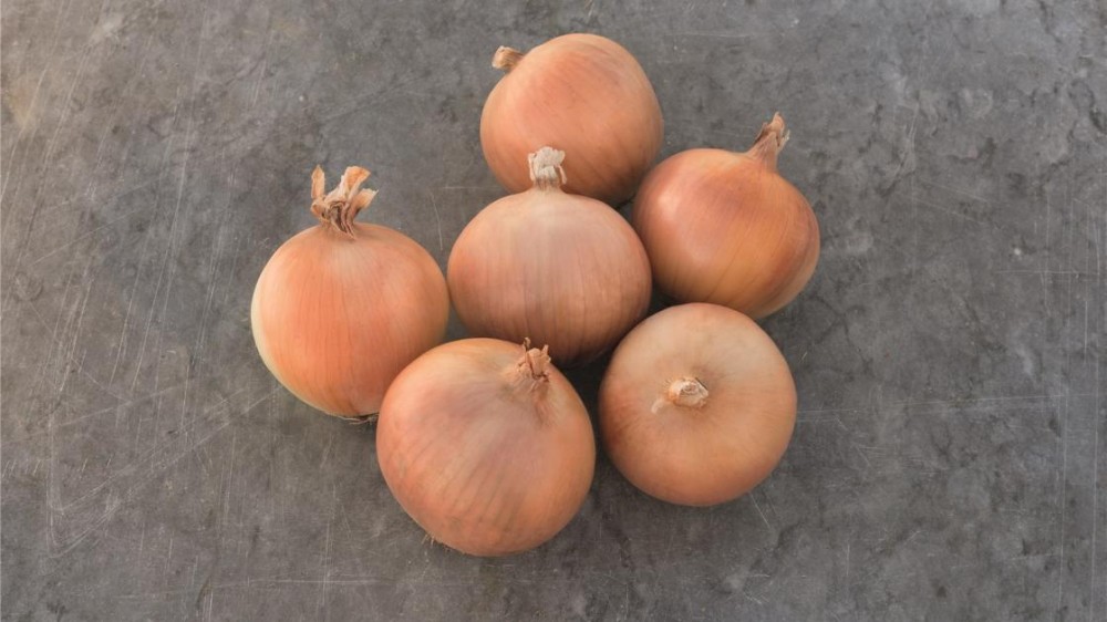 Брэкстон F1 семена лука 250 000 штук