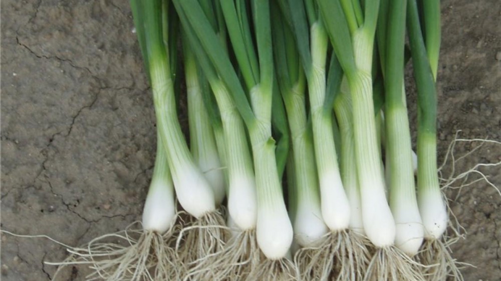 Перформер F1 семена лука на перо