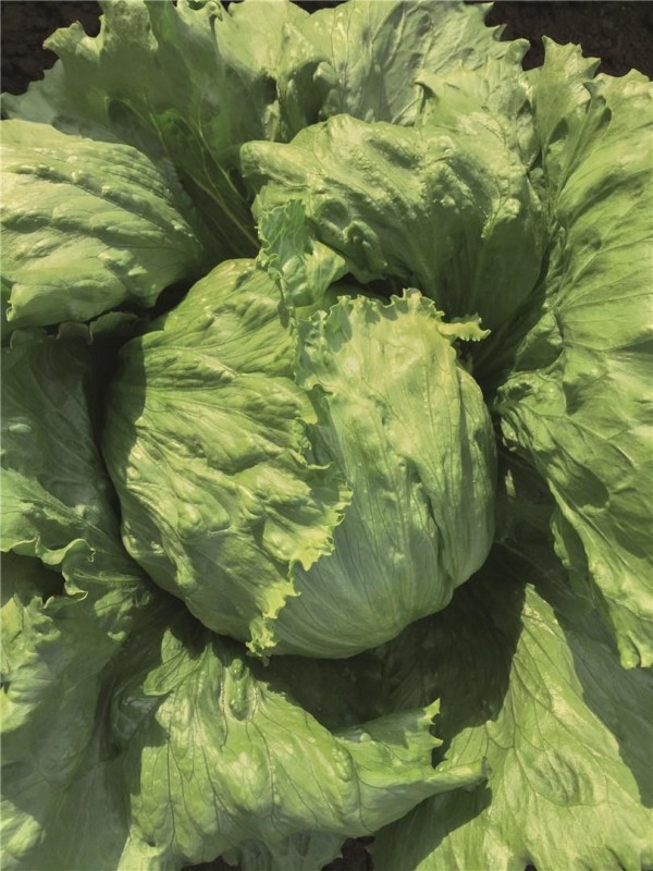 Бизнес F1 семена салата айсберг 5000 штук (драже)