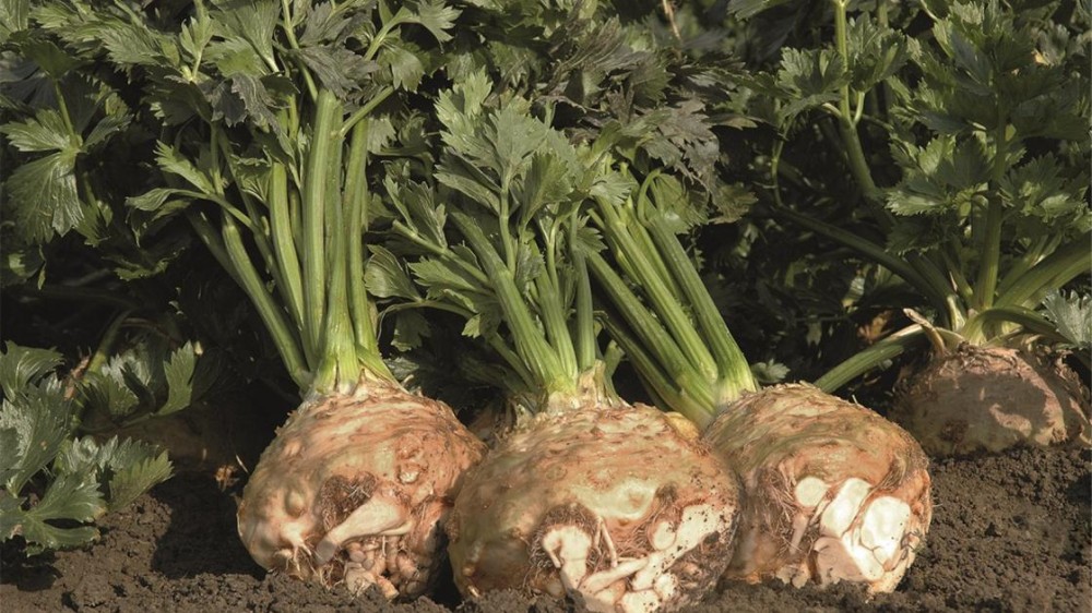 Балена F1 сельдерей корневой 10 000 семян