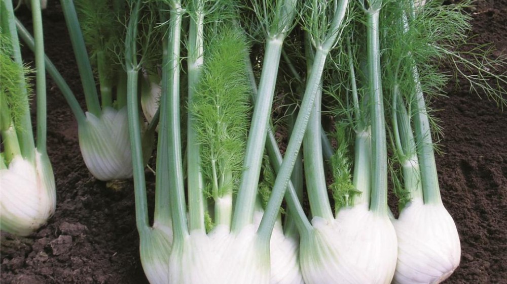 Рондо F1 фенхель 2500 семян