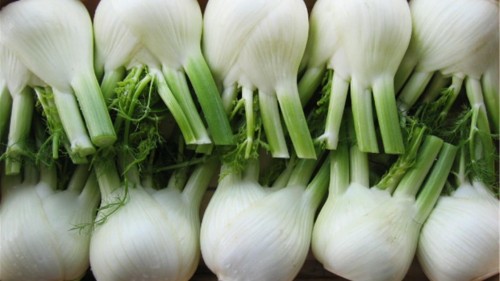 Рондо F1 фенхель 2500 семян