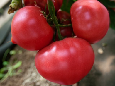 Астериус F1 томат 500 семян