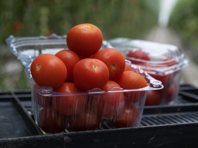 Сакура F1 томат 250 семян