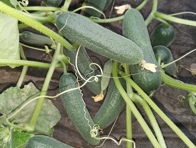 Спасский F1 огурец 500 семян