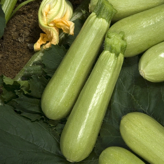 Ардендо 174 F1 кабачок