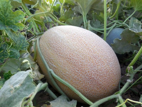 Лукстар F1 дыня 500 семян