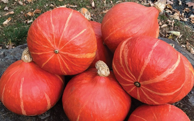 Каори Кури F1 тыква 500 семян