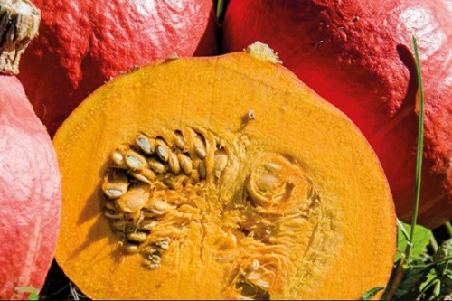 Каори Кури F1 тыква 500 семян