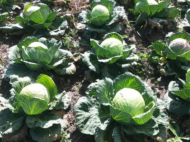 Предеко F1 капуста белокочанная 2500 семян