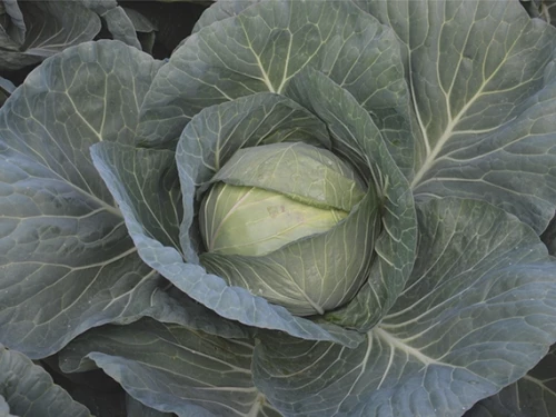 Чирс F1 семена белокочанная 2500 семян