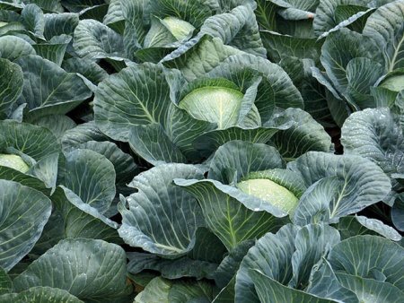 Структа F1 капуста белокочанная 2500 семян