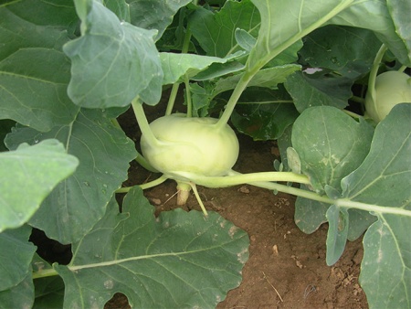 Опус F1 кольраби 2500 семян