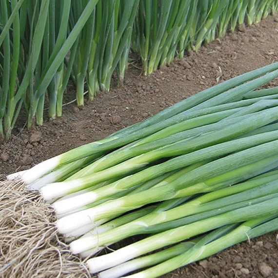 Кайгаро лук на перо 250 000 семян