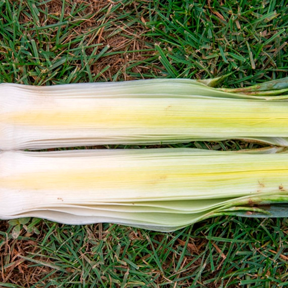 Осло F1 лук-порей 10 000 семян