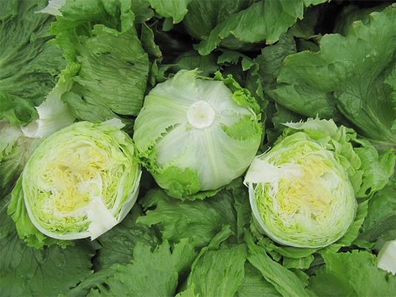 Дамион салат айберг 5000 семян