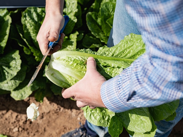 Адикамп салат романо 5000 семян