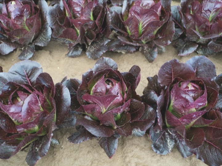 Батлстар салат 5000 семян