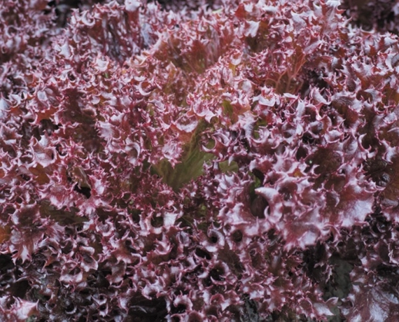 Азирка салат 5000 семян