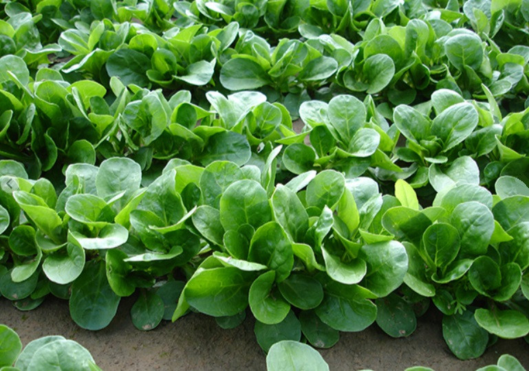 Акцент корн-салат 250 000 семян