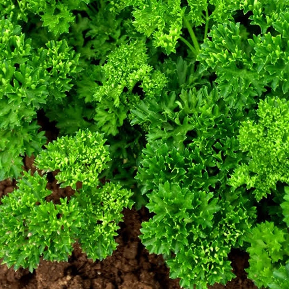 Вега петрушка