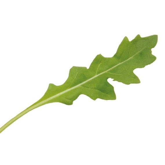 Летиция рукола 1 000 000 семян