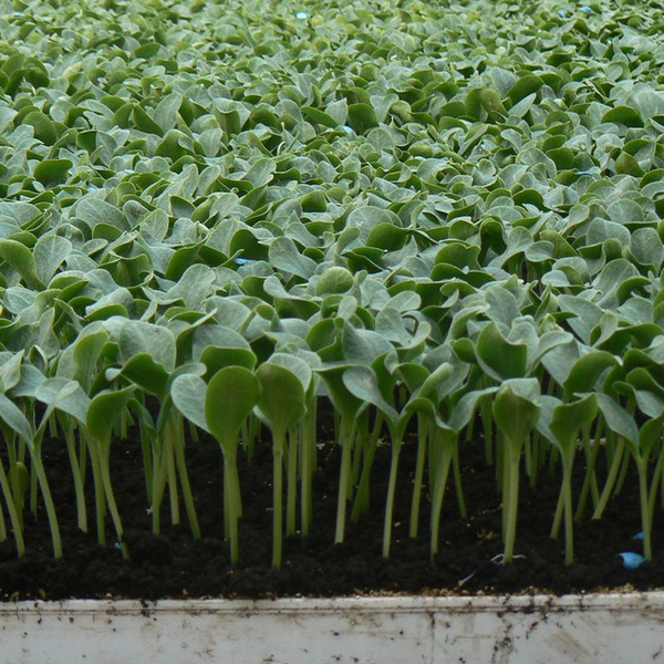 Рутпауэр F1 подвой 1000 семян