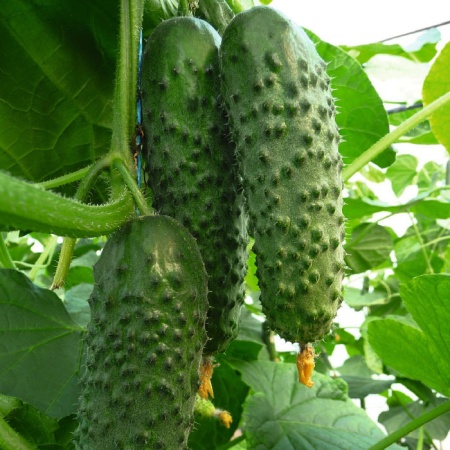 Аристан F1 огурец 250 семян АКЦИЯ