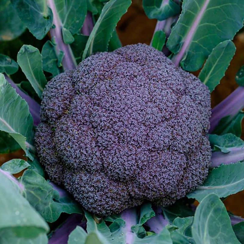 Перпл Мэджик F1 брокколи 2500 семян