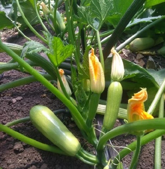 Балхаш F1 кабачок 1000 семян