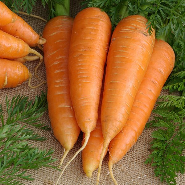 Курода Шантанэ морковь 1 кг