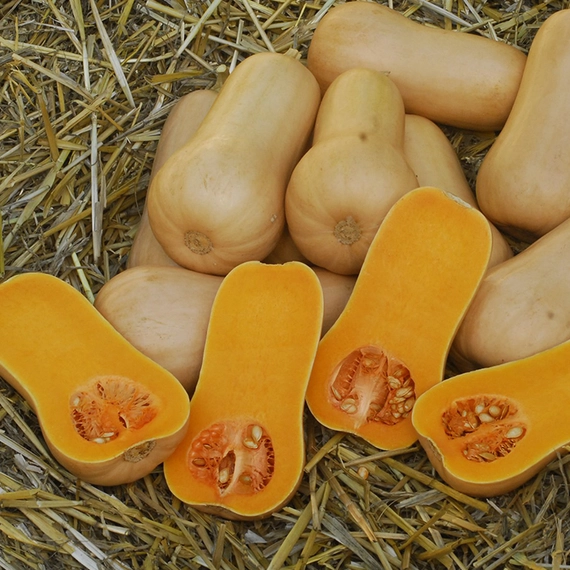 Плуто F1 тыква 1000 семян