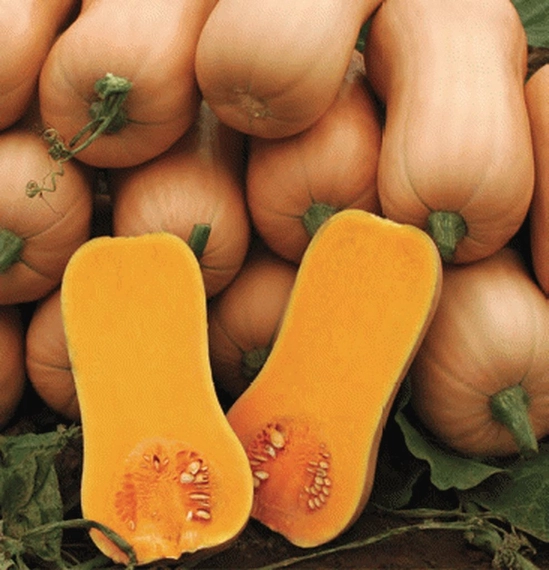 Ариэль F1 тыква 1000 семян