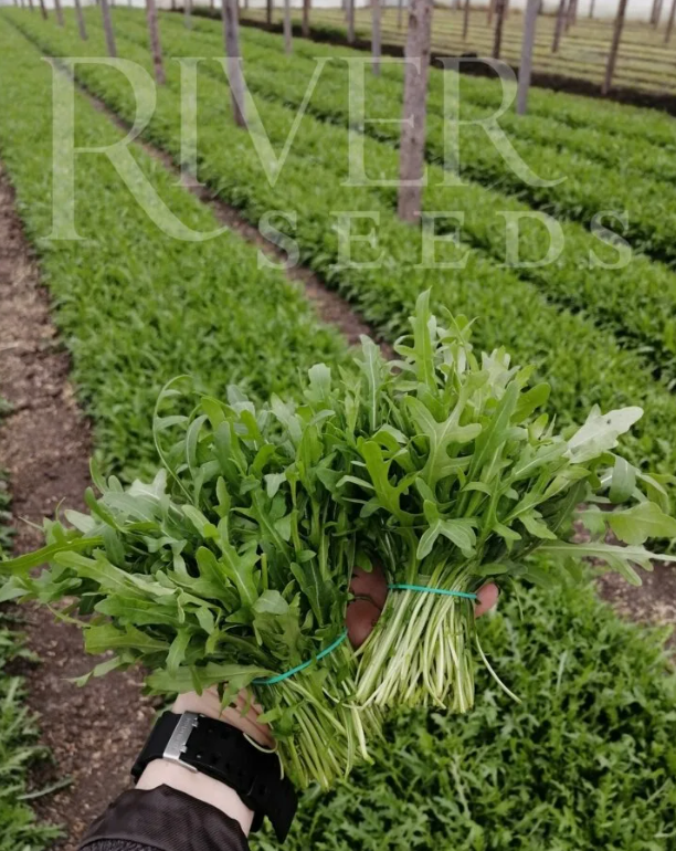 Савонна рукола 50 грамм