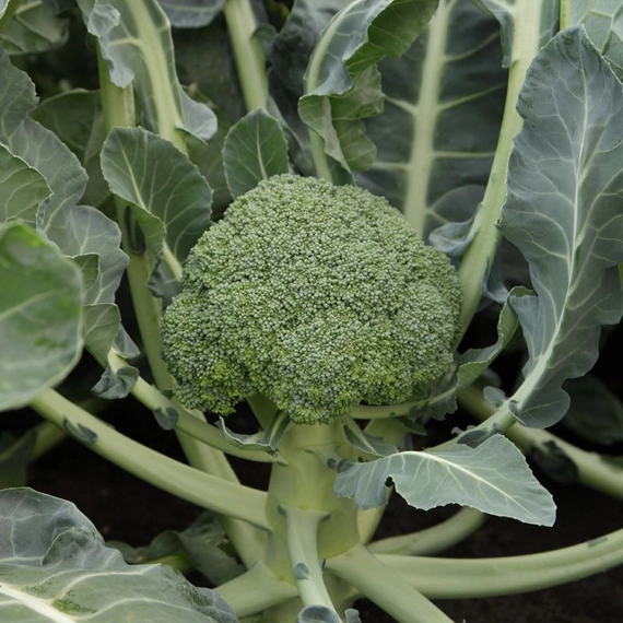 Монрелло F1 брокколи 2500 семян