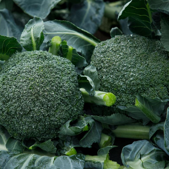 Монрелло F1 брокколи 2500 семян