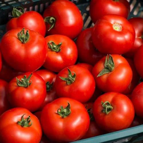 Девонет F1 томат 500 семян