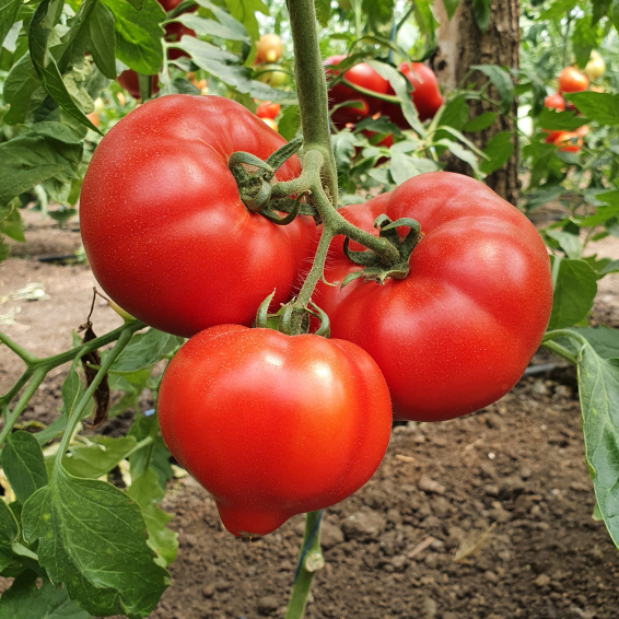 Доминет F1 томат 500 семян