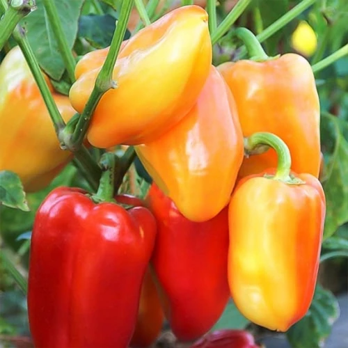 Барби F1 перец сладкий 500 семян