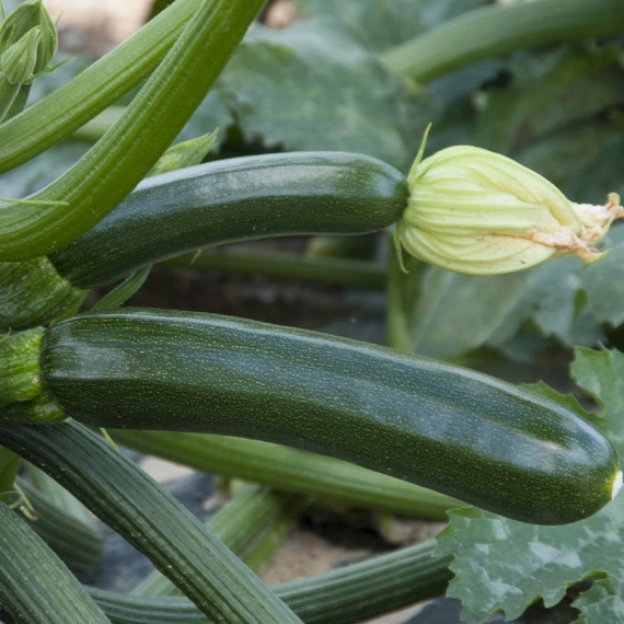 Супремо F1 кабачок 500 семян